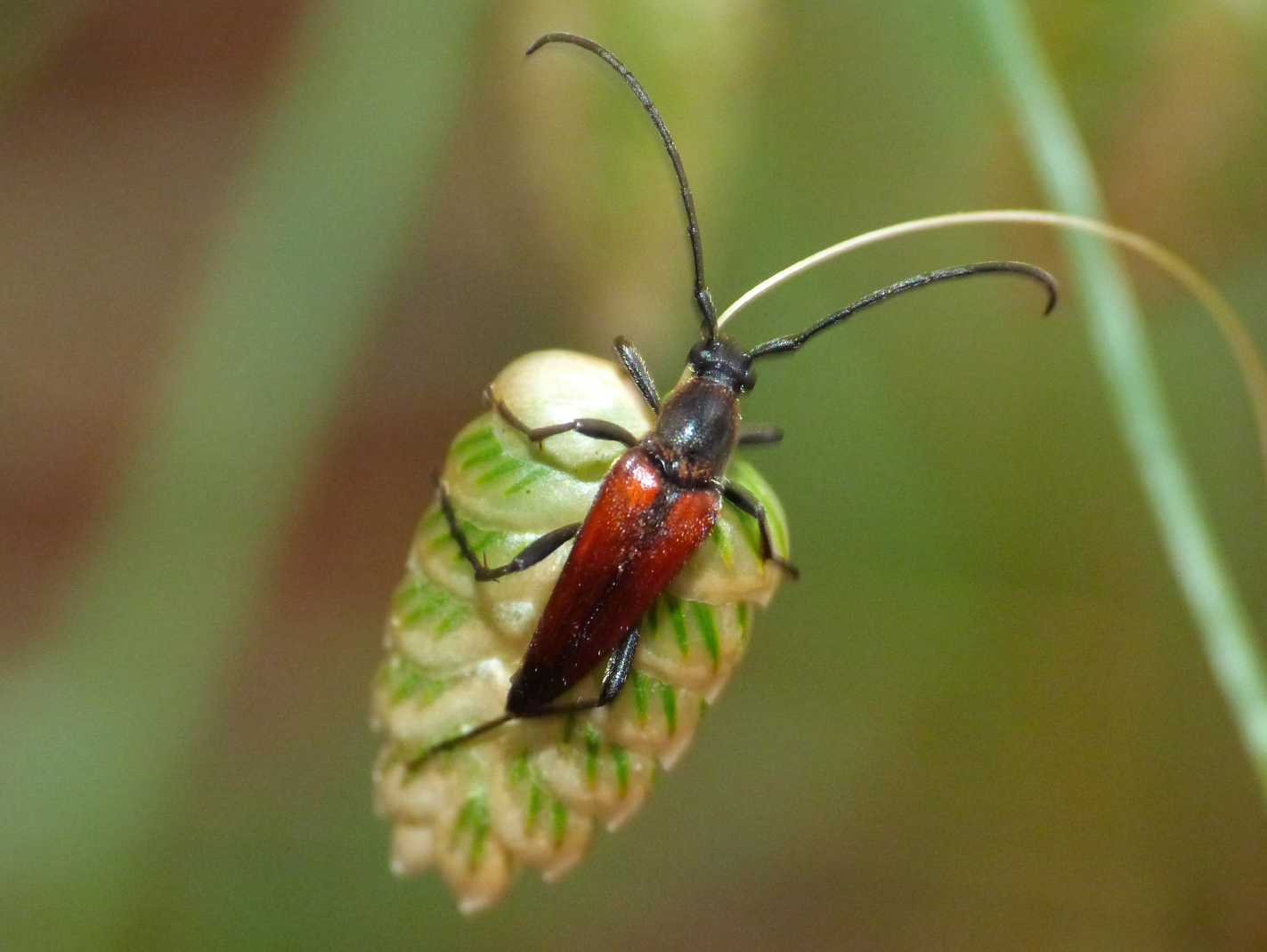 Stenurella melanura?